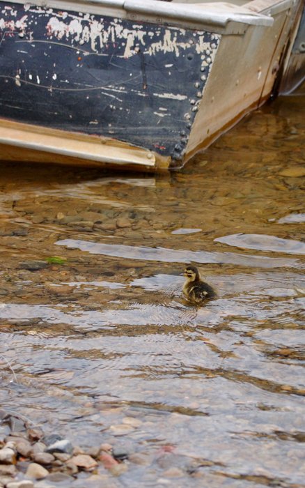 Duckling swimming up to a skiff at New Stuyahok.