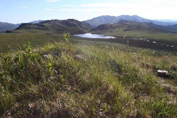 Ptarmigan Lake is surrounded by marsh and tundra at an elevation too high for all but a few hardy trees.