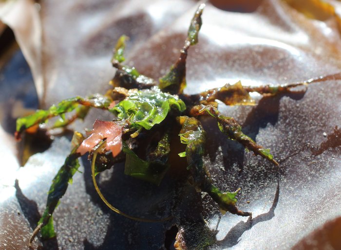 These crabs camouflage themselves by attaching seaweed to little hooks on their shell. Each looks different, depending on what they decided to cover themselves with.