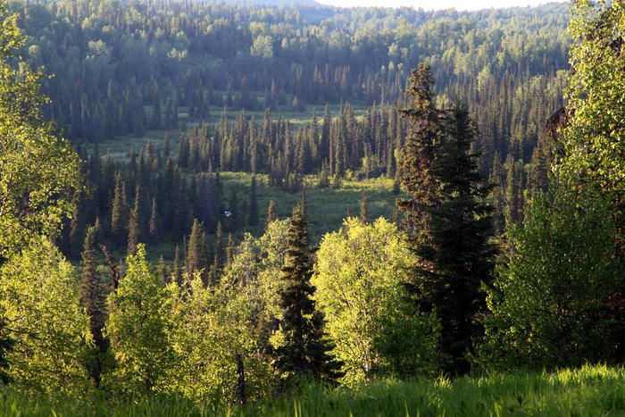 The <a href="http://www.groundtruthtrekking.org/Issues/AlaskaCoal/ChuitnaCoalMine.html">Chuitna Coal Mine</a> prospect sits on a complex ecosystem of forests, meadows, and wetlands - "overburden" above the coal.