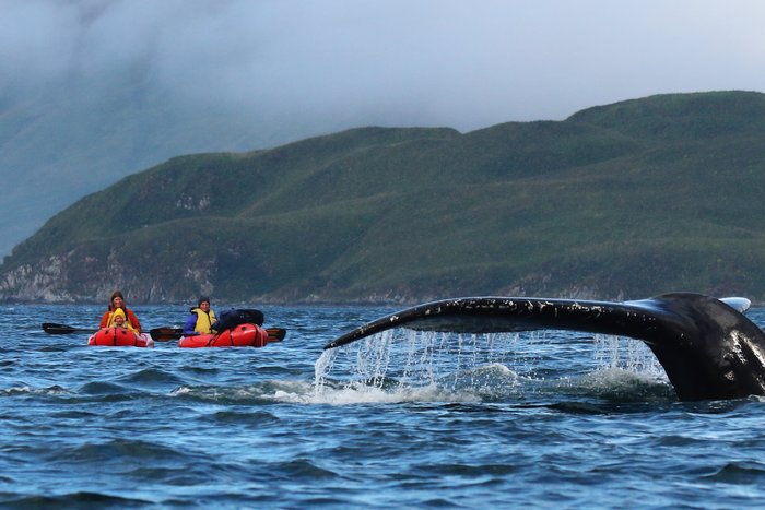 Two packrafters paddle past the tail of a humpback whale near Unalaska Island.