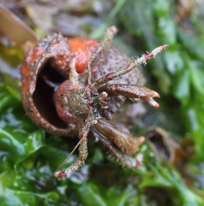 After rudely being placed upside down by this tidepooler, this Bering hermit crab comes half out of its shell to right itself. A sponge is growing on the large shell. 