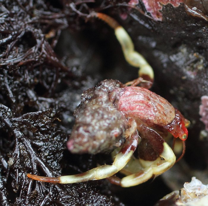 The greenmark hermit crab is a small species that ranges fairly high into the intertidal, with yellow legs, a pink body, and plain unbanded red antennae.