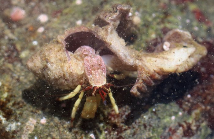 This greenmark hermit crab chose a shell it almost can't tip over