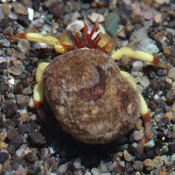 The tiny greenmark hermit crab can occupy tiny shells.