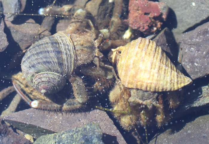 Nearly the whole lagoon was dry, leaving the hairy hermit crabs crawling all over each other in a tiny tidepool
