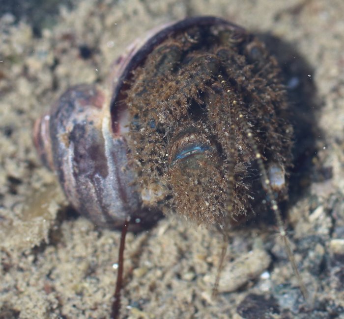 Hairy hermit crabs favor too-small shells, and usually can't fit all the way inside. When disturbed, they sometimes drop the shell entirely and quickly scuttle away. They are common in the mid-intertidal zone.