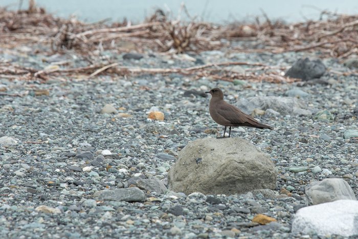 A Parasitic Jaeger (Stercorarius parasiticus) nests on a tsunami scoured beach in Taan Fjord.