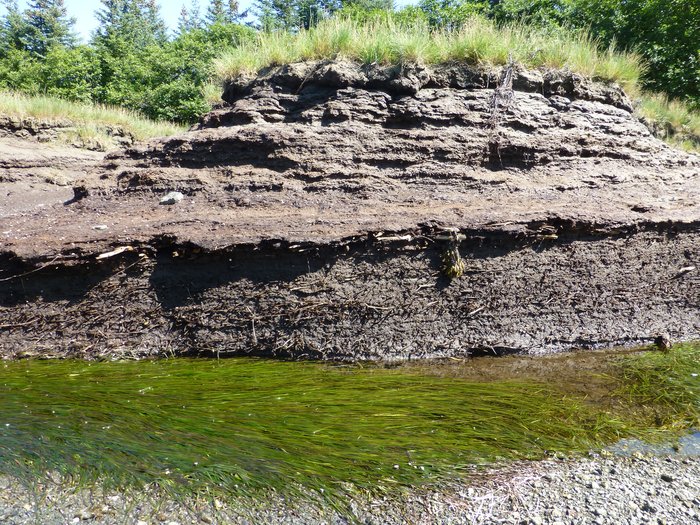 A peat outcrop with wood and roots sticking out of it - in the intertidal near the Seldovia Airport.