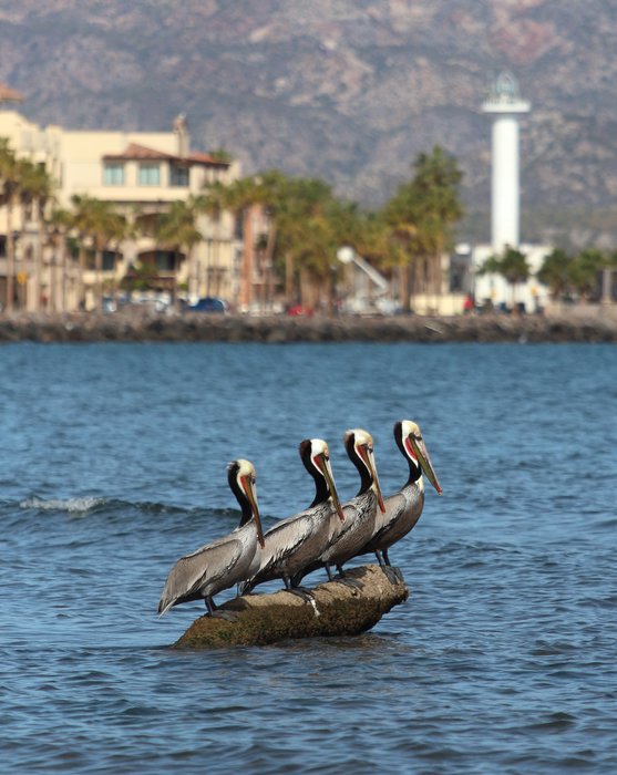 A convenient log provides perch for these pelicans resting between meals near Loreto, Baja, Mexico.