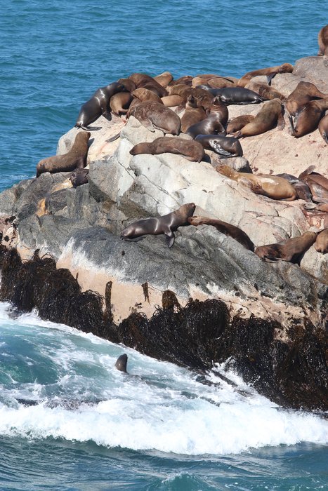 Sea lions perch on a rock islet. As we watched them several struggled to get up on the rock - it looked pretty difficult, but the sunbathing must be worth it.