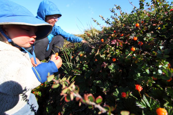 These were Katmai's favorite berry, and here they were at the peak of ripeness, a state they only hold for a few days.