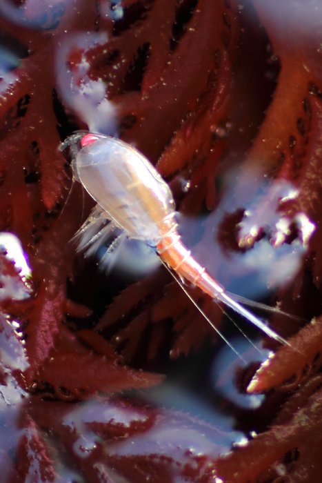 This tiny crustacean is held by surface tension to the top of the water