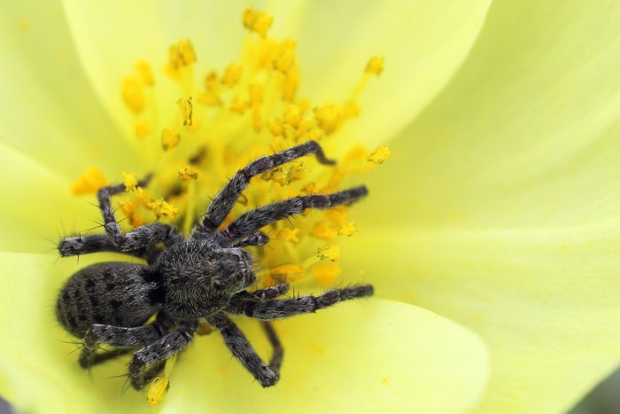Perhaps this spider was waiting for unsuspecting pollinators, or just taking advantage of a warm place for a nap.