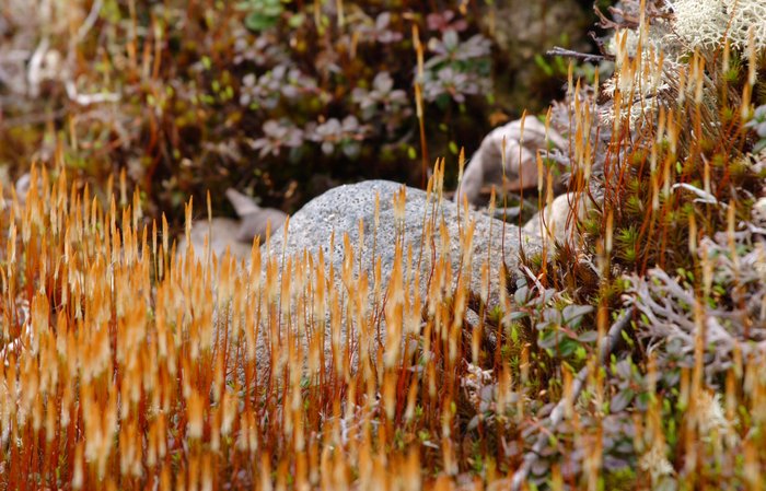 Mosses and rock in the tundra, tailings lake area.