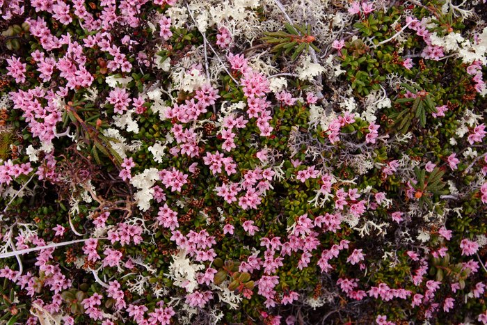 Pink flowers in the June tundra, tailings lake area. 