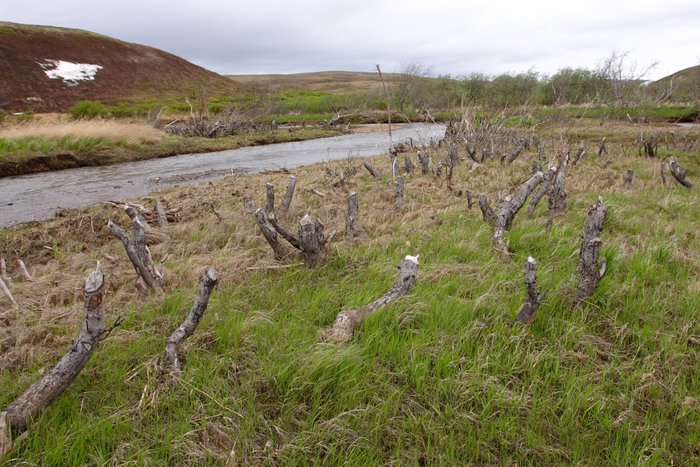 Beaver clearcut at the headwaters of the Koktuli River. 