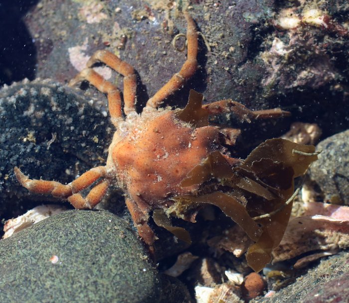 Graceful kelp crabs have a triangle shaped shell, and usually a patch of seaweed just behind the eyes, which they attach to a hook on their shell