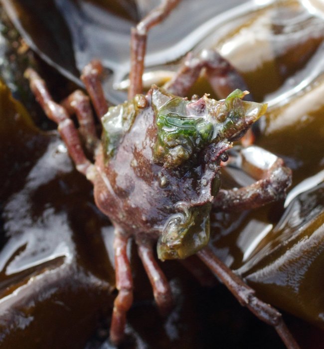 The graceful kelp crab doesn't decorate as much as the graceful decorator crab, but it usually has a tuft of algae just behind the rostrum, often obscuring its eyes and antennae
