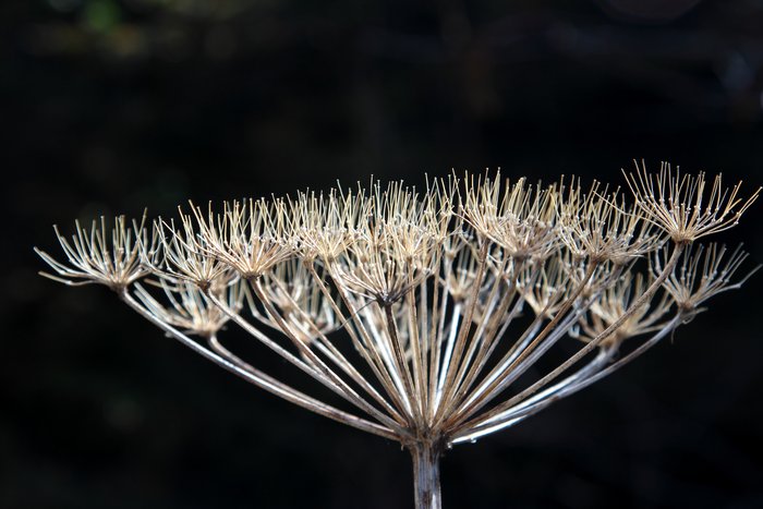 Last year's dried out seed head still standing in the spring.
