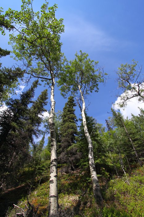Aspen trees intermingle with black spruce along the north edge of the Alaska range.
