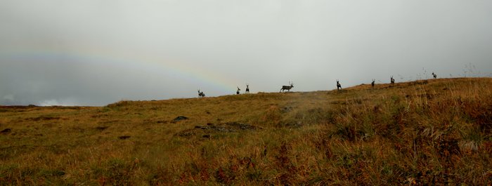 Rainbow and Caribou