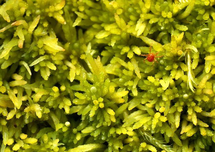 A tiny red mite makes its way across a bed of green sphagnum moss. Flats below the mineral deposit area.