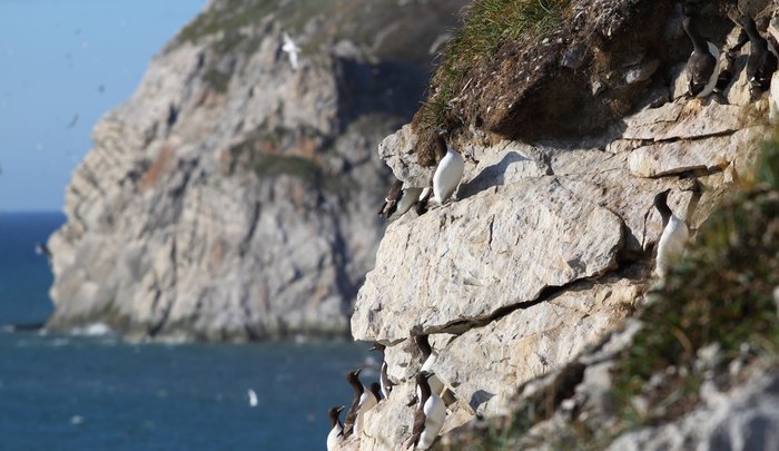 Miles of cliffy coast near Cape Lisburne is one giant bird rookery.