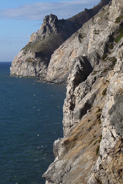 Miles of cliffy coast near Cape Lisburne is one giant bird rookery.