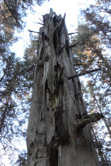 Sometimes spruce will rot irregularly, and a skeleton of rot-resistant wood will emerge.  This example, near the Otterbahn Trail in Seldovia, is particularly large.