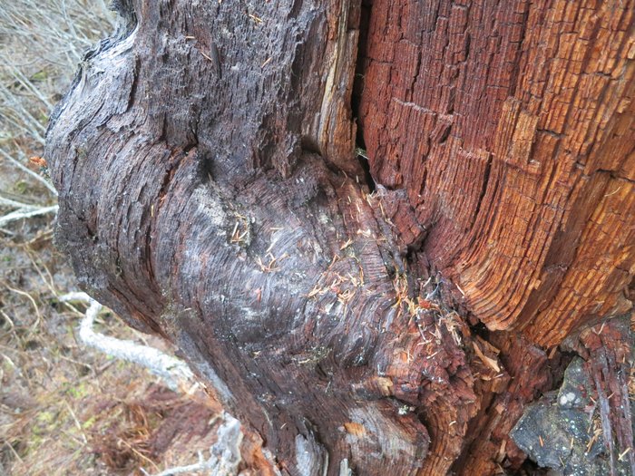 This tree died after hosting a parasitic fungus for many decades - perhaps centuries.