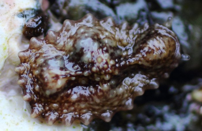 A barnacle-eating sea slug