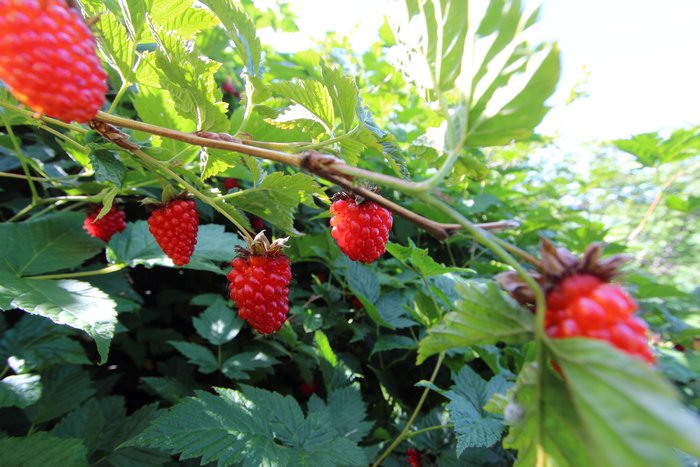 2014 was an extraordinary year for salmonberries.
