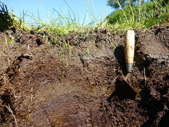 The upper part of a saltwater peat near the Seldovia Airport.  There is a ~5 cm thick brown tephra (volcanic ash) extending up from about where the trowel is stuck into the peat.