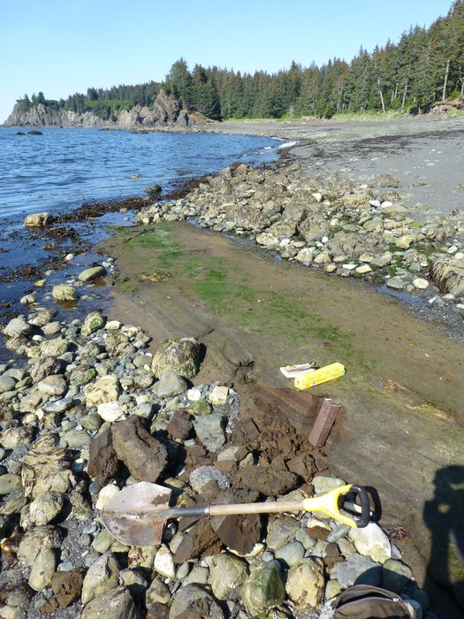 An outcrop of intertidal peat at the Outside Beach near Seldovia may provide constraint on relative sea level change in this area.