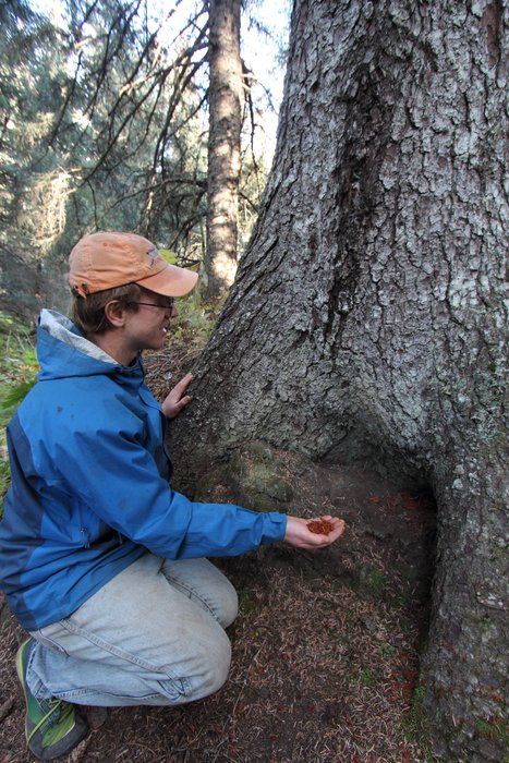 Hig pulls the red dirt that remains when spruce rots away from beneath this large tree, showing it grew on a nurse stump or log.