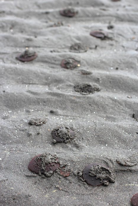 On this low tide sand flat near Hoen's lagoon, sand dollars were so numerous we couldn't help but step on them.