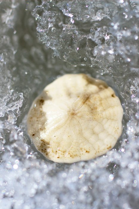 A small sand dollar melts out of sea ice in the spring.