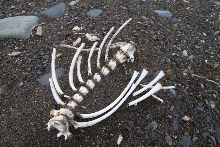 A small rib cage, scoured by sand and bleached by sun