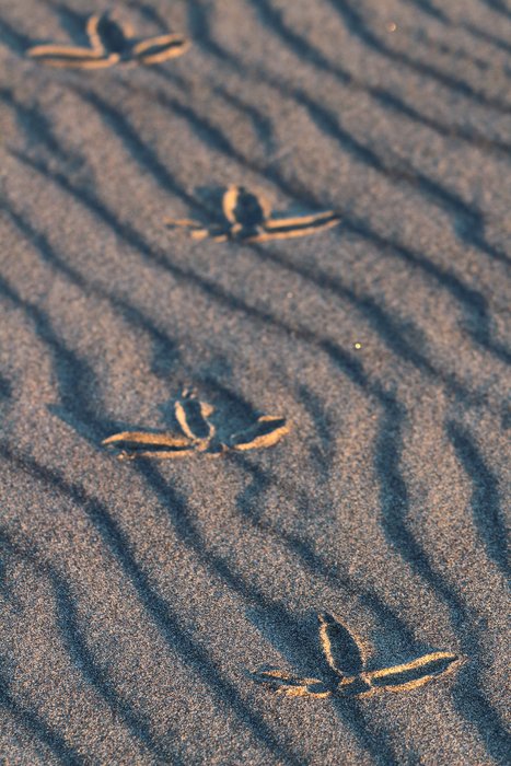 A sandhill crane left its tracks across wind-rippled sand.