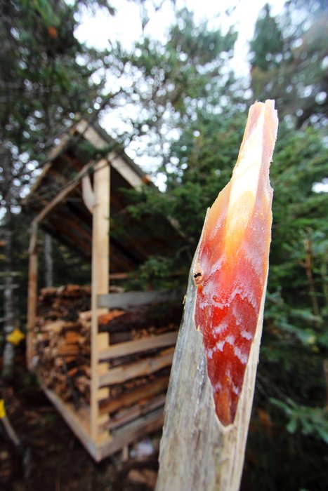 I found this sap-saturated wood in a stump that was nearly entirely rotted away.  The sap preserves the wood, and also makes it excellent for firestarting.