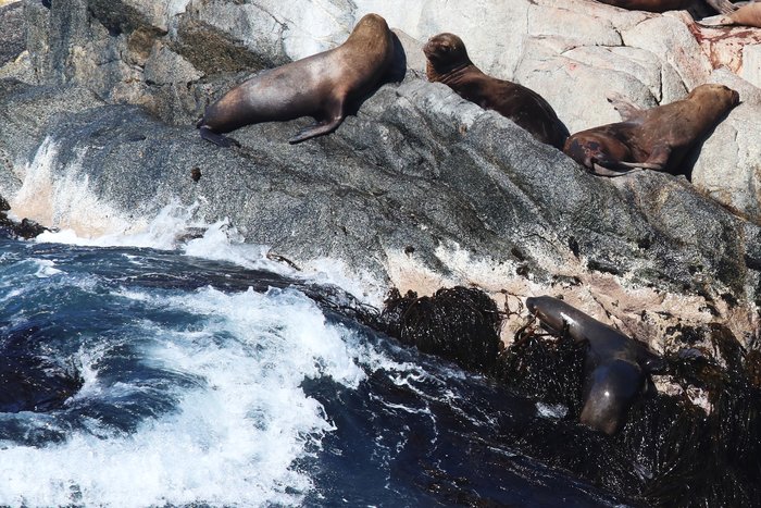Sea lions haul out on a rock islet along the Peruvian coast.