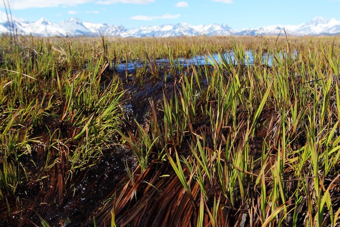 Sedges sprouting on the Redoubt Bay flats