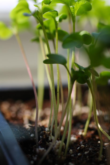 In early April, seedlings crowd their small cells in the windowsill