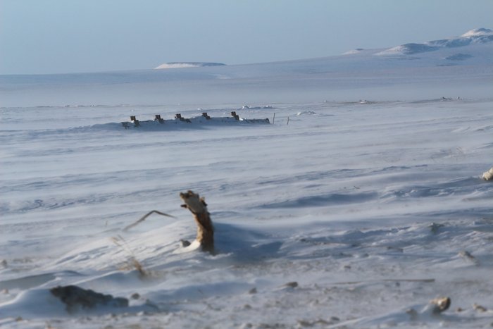 The posts protruding from the snow are part of a shipwrecked barge on the shore of the frozen Bering Sea.
