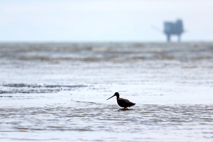 A shorebird works its way along the tide flats in Trading Bay, with a platform in the distance.