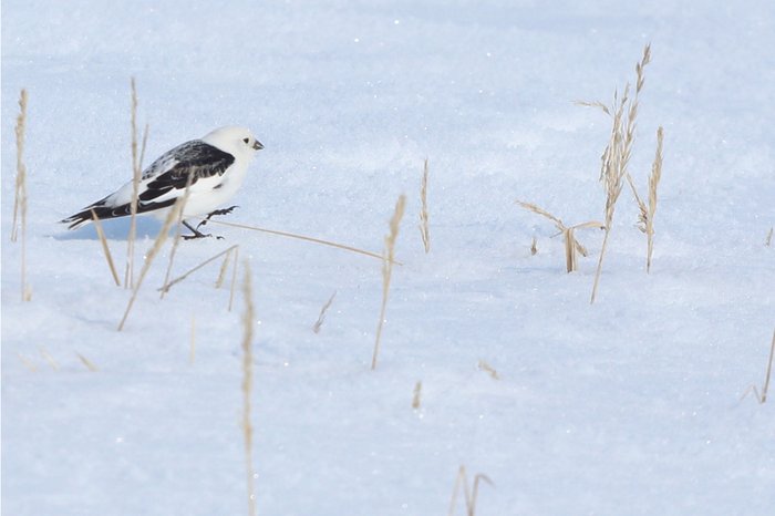 snow bunting seeking out grass