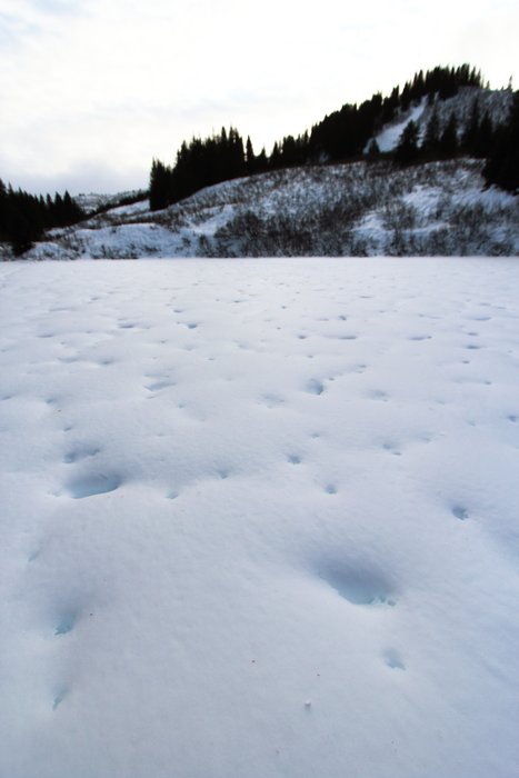Snow on a small lake form pock marks from rain.  This odd example of "self organization" is often mistaken for animal tracks, but it's entirely a result of how the snow collapses as it melts.