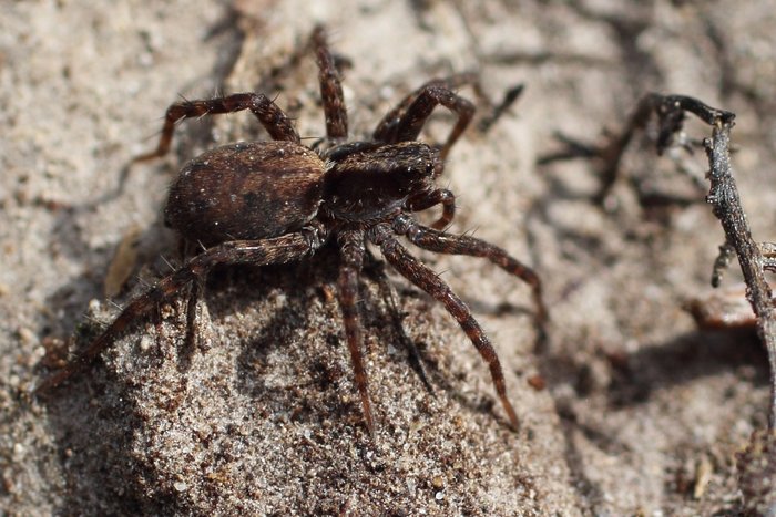 A spring spider on weathered soil rich in volcanic ash.