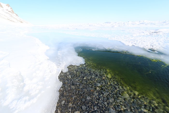 A small spring brings above-freezing water to the surface at the beach, melting sea ice and allowing algae to flourish.